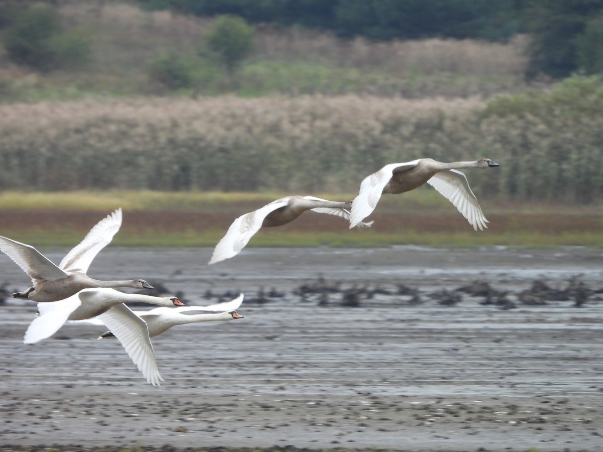 Mute Swan - ML642981118