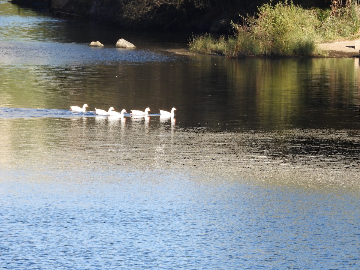 Graylag Goose (Domestic type) - ML642981128