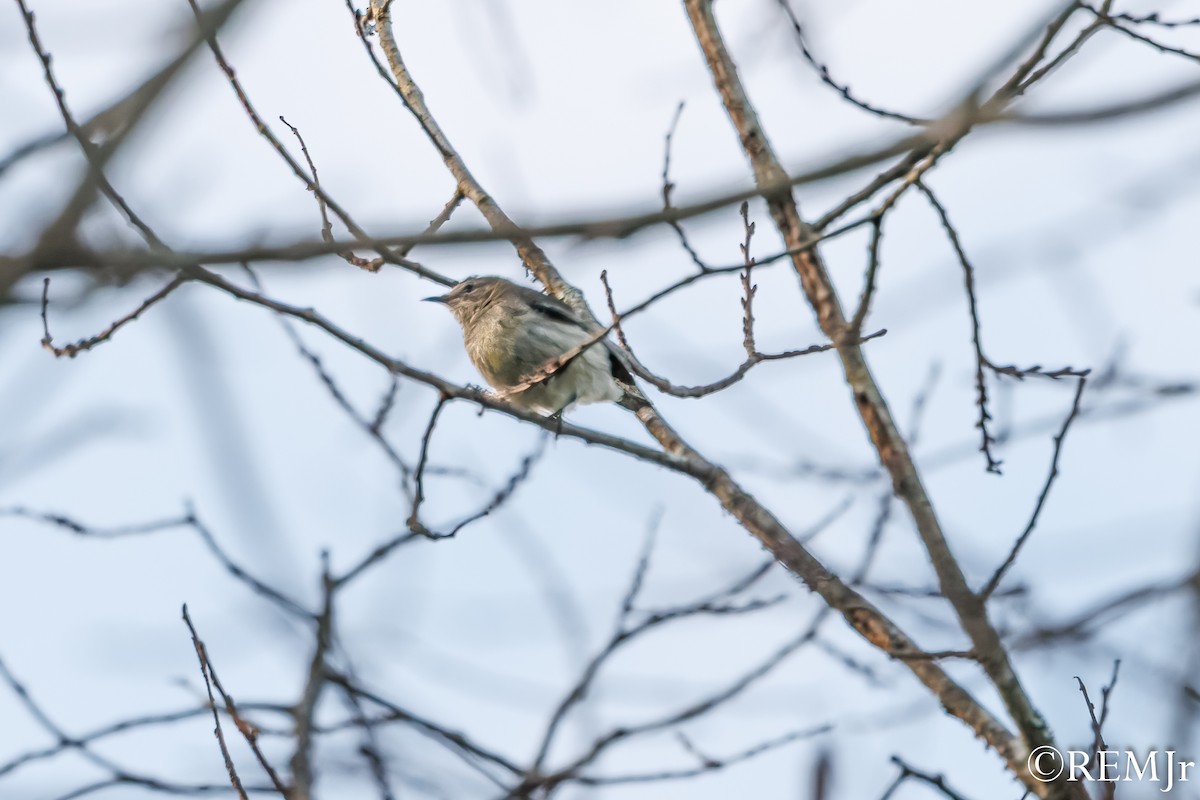 Cape May Warbler - ML642981132