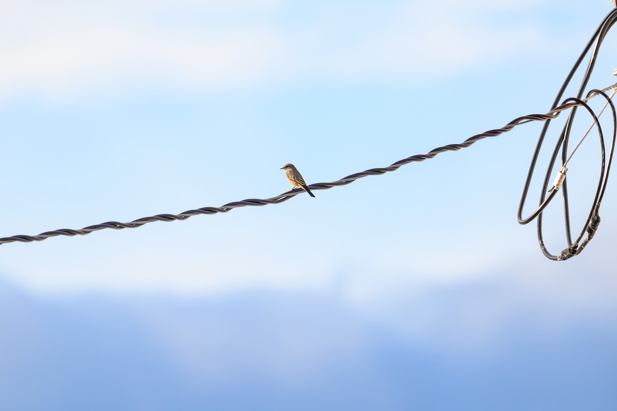 Say's Phoebe - ML642981154