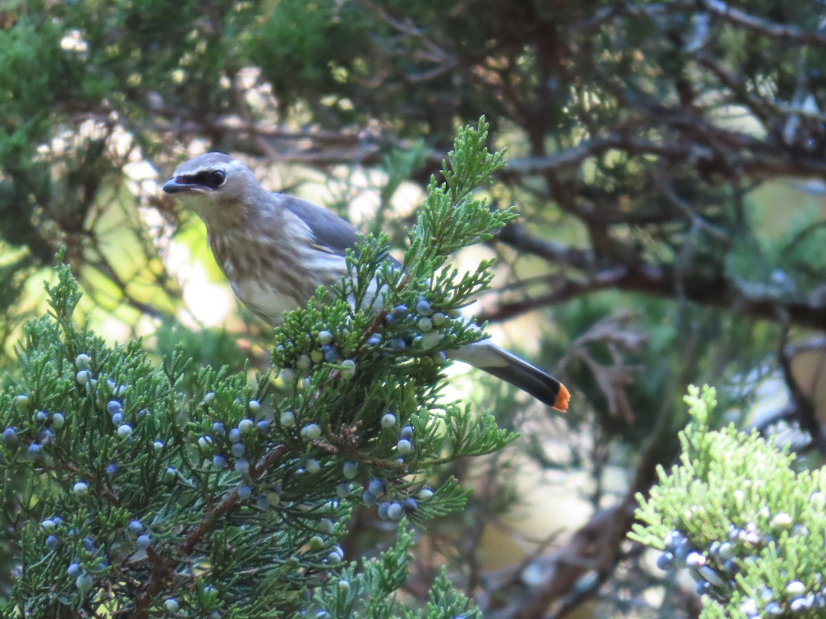 Cedar Waxwing - ML642981159