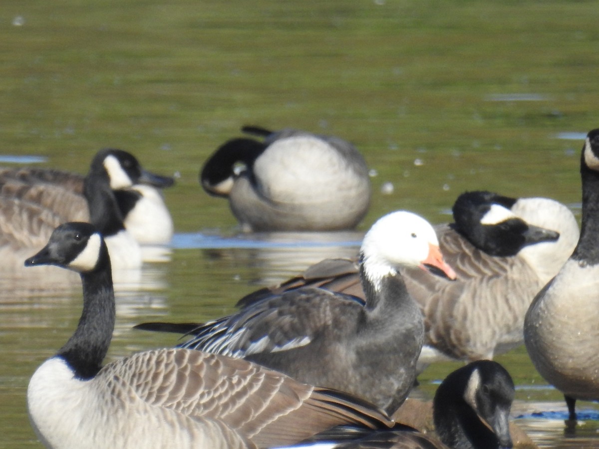 Snow Goose - ML642981166