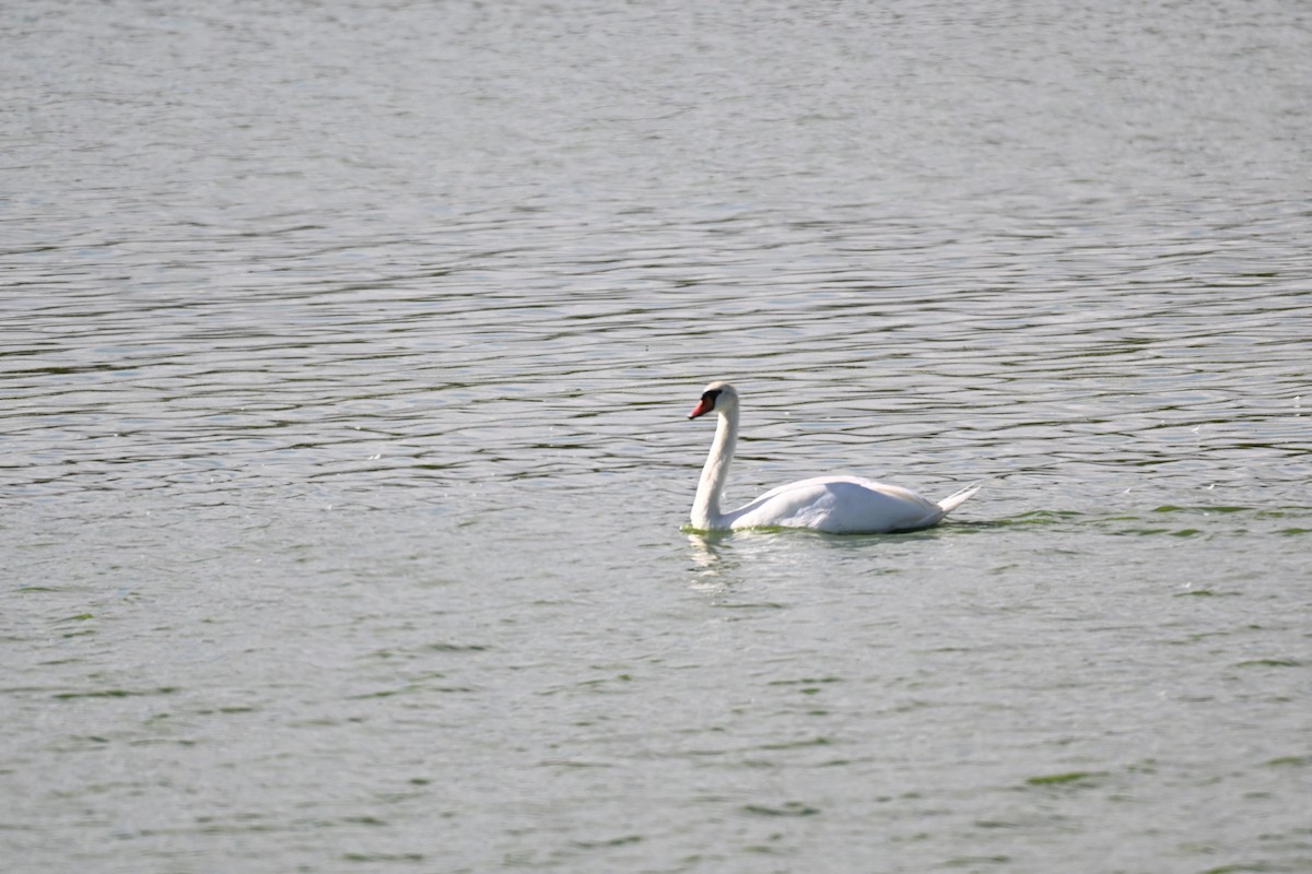 Mute Swan - ML642981168