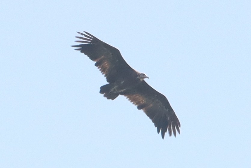 Hooded Vulture - ML642981169