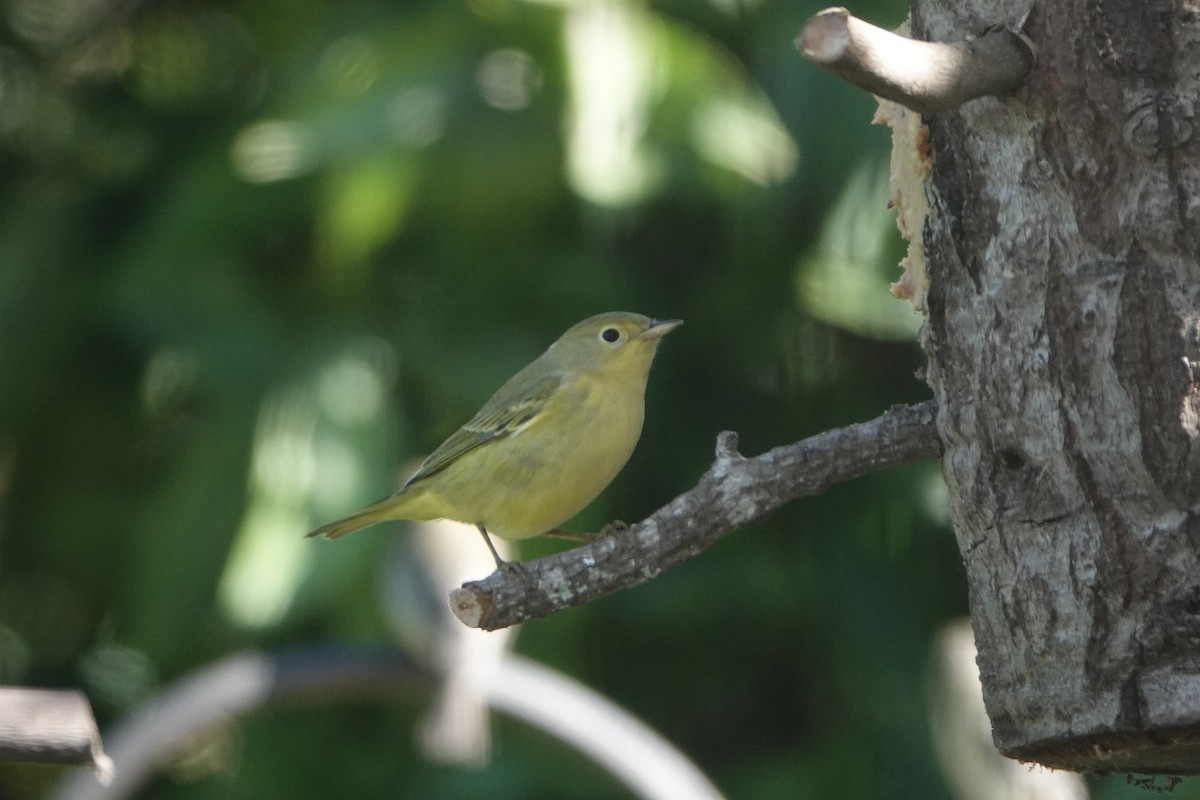 Orange-crowned Warbler - ML642981170