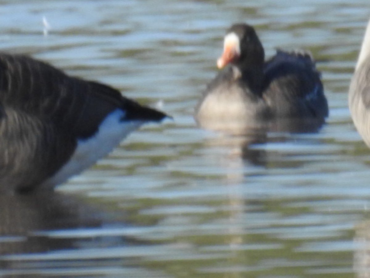 Greater White-fronted Goose - ML642981173