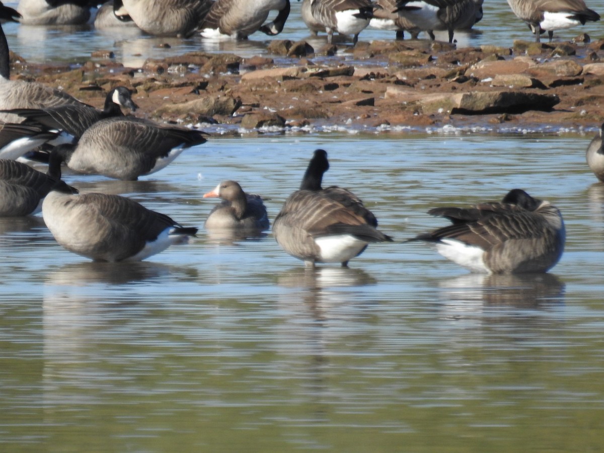 Greater White-fronted Goose - ML642981194