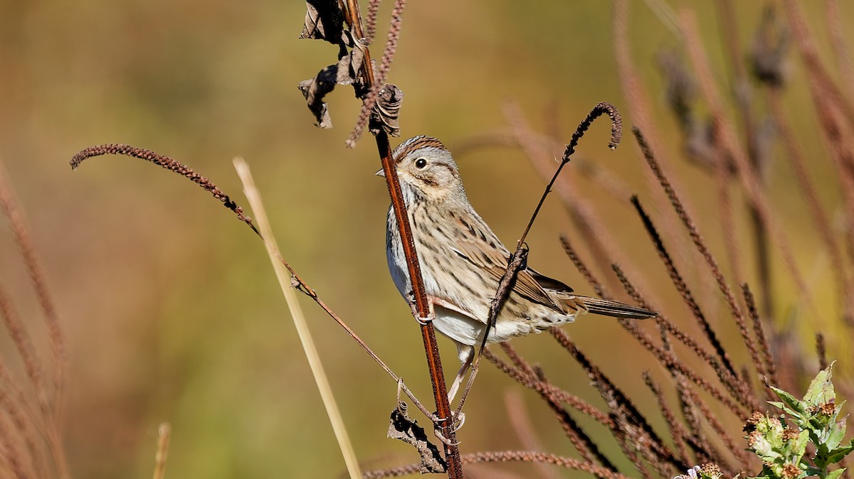 Lincoln's Sparrow - ML642981197