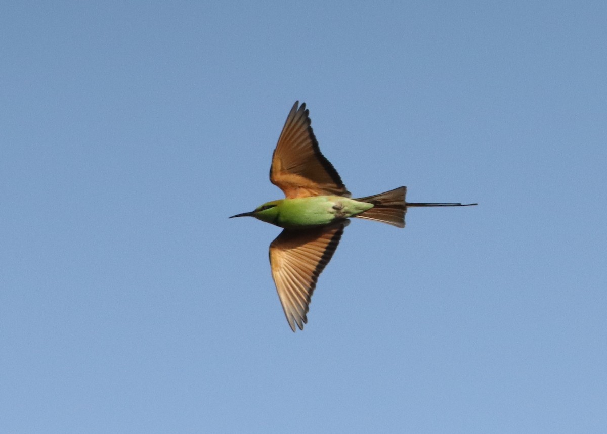 African Green Bee-eater - ML642981223