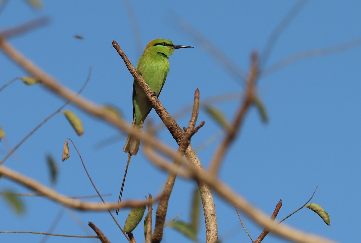 African Green Bee-eater - ML642981224