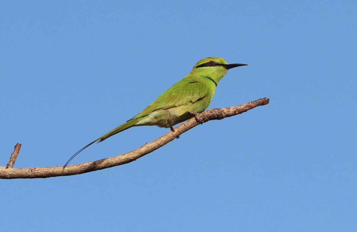 African Green Bee-eater - ML642981225