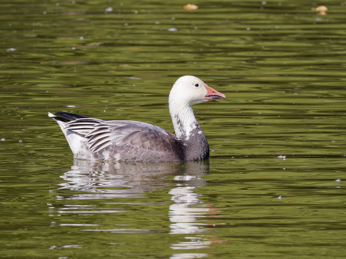 Snow Goose - ML642981232