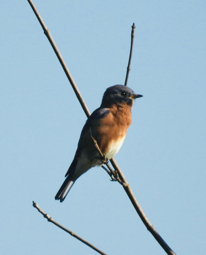 Eastern Bluebird - ML642981241
