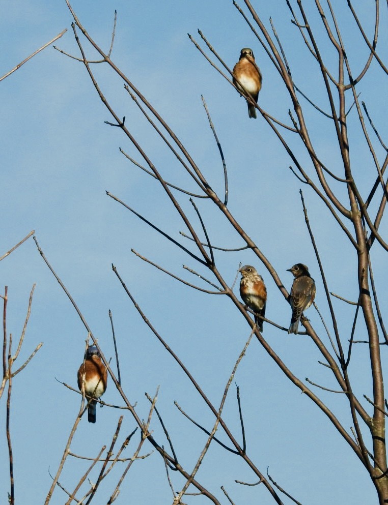 Eastern Bluebird - ML642981242
