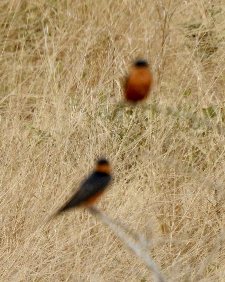 Rufous-chested Swallow - ML642981243
