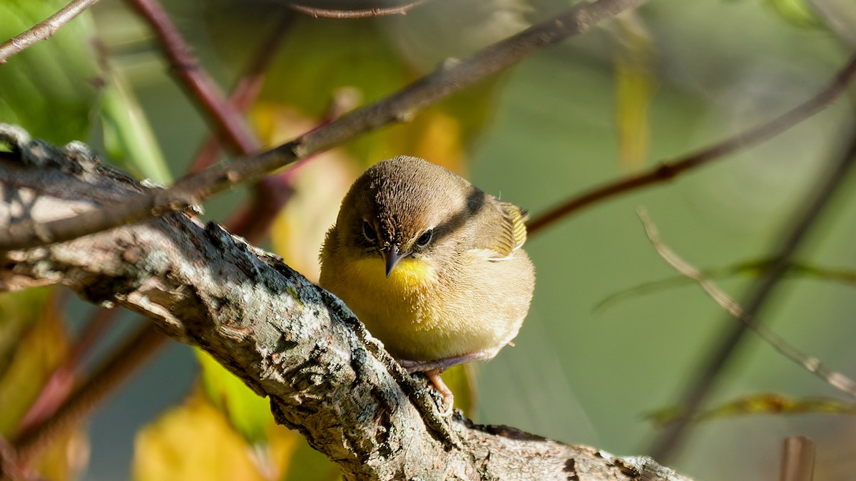 Common Yellowthroat - ML642981251