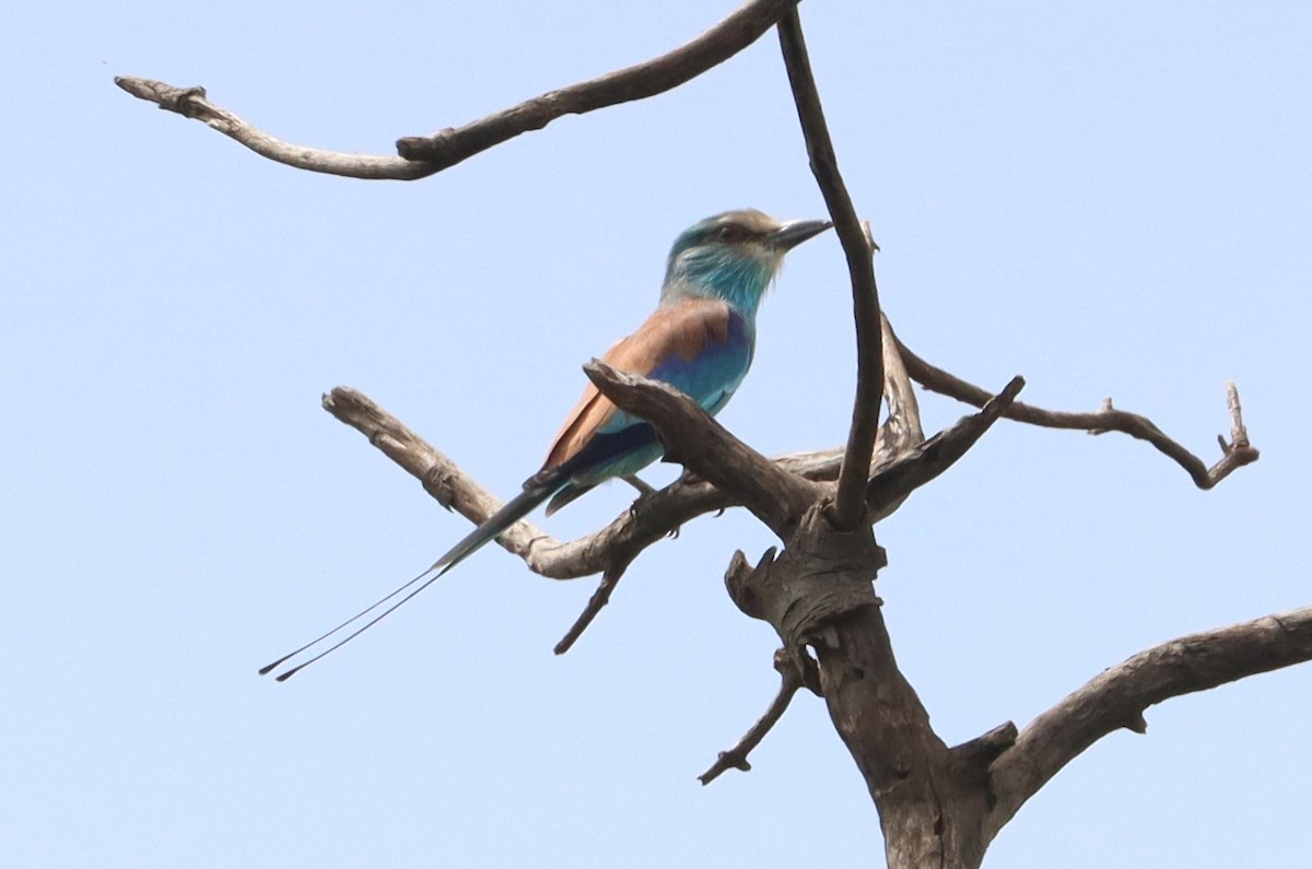 Abyssinian Roller - ML642981252