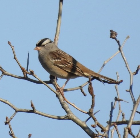 White-crowned Sparrow - ML642981261