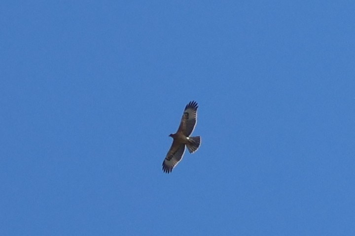 Aigle de Bonelli - ML642981264