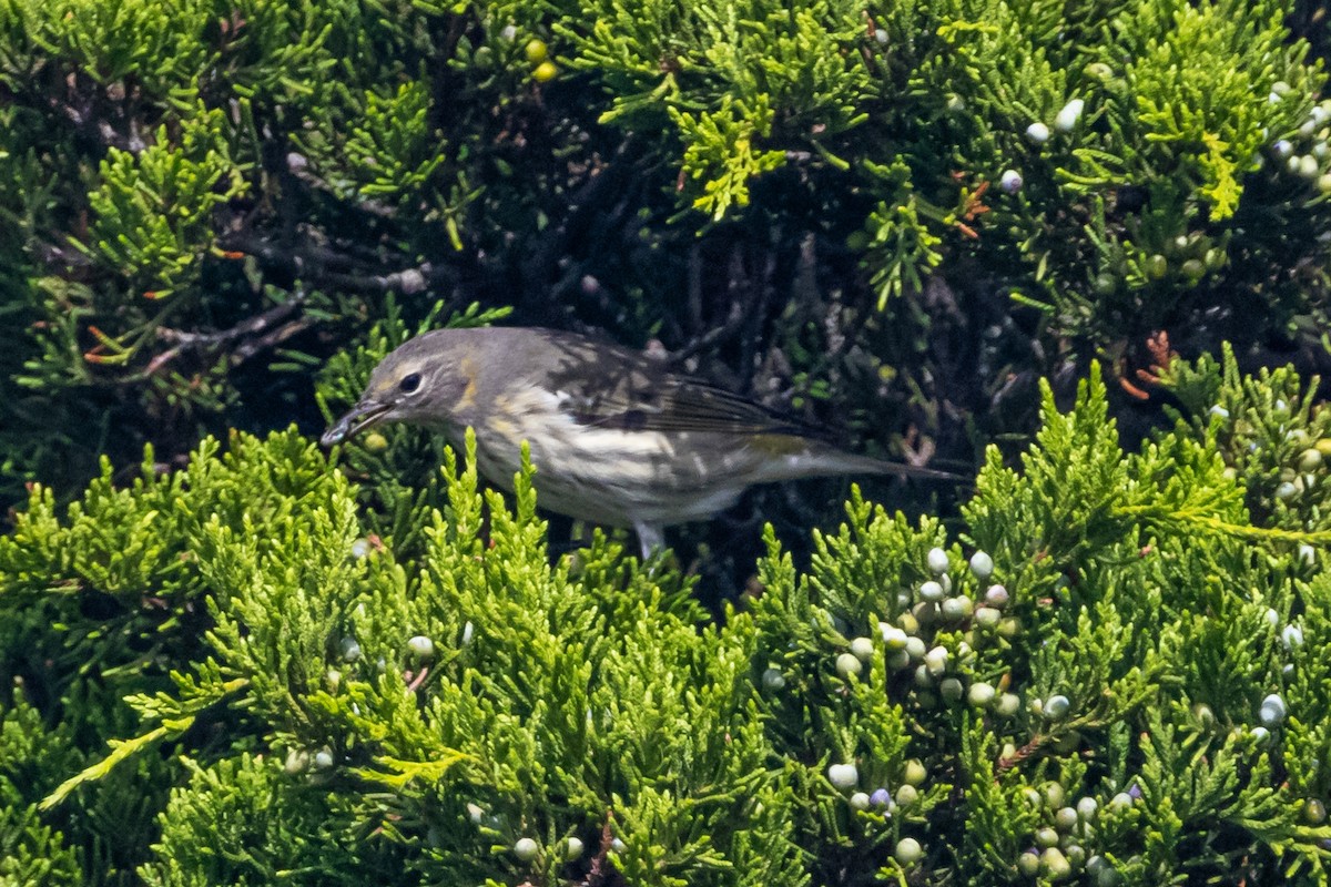Cape May Warbler - ML642981266