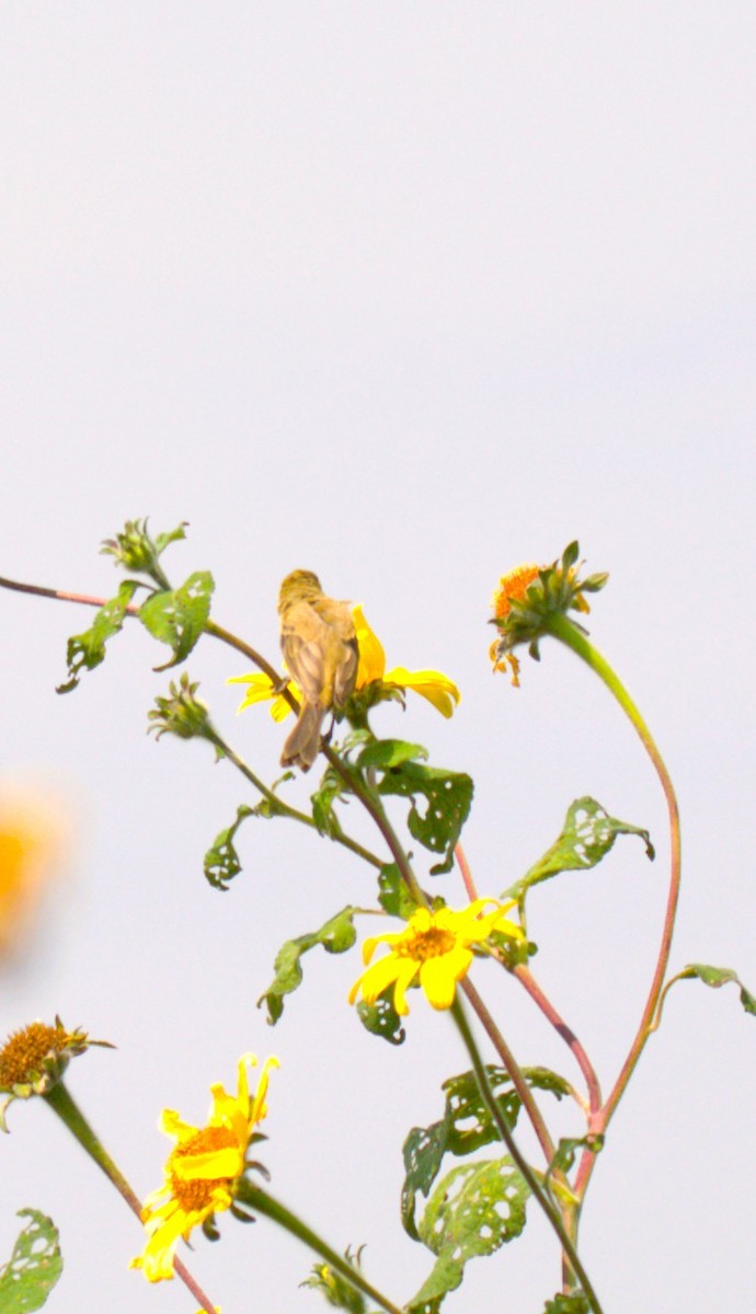 Cinnamon-rumped Seedeater - ML642981267