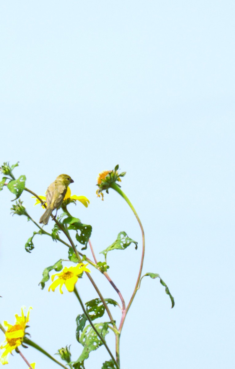 Cinnamon-rumped Seedeater - ML642981268