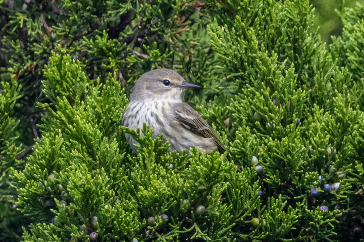 Cape May Warbler - ML642981269