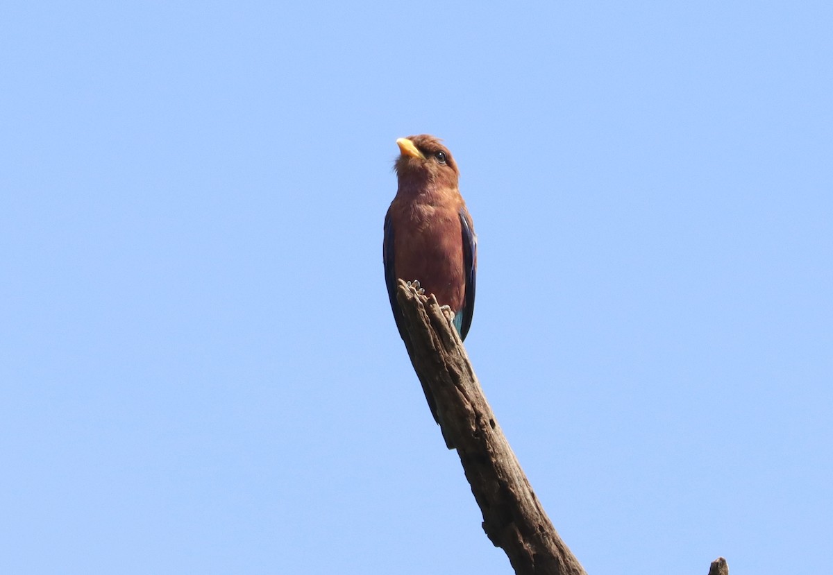 Broad-billed Roller - ML642981270