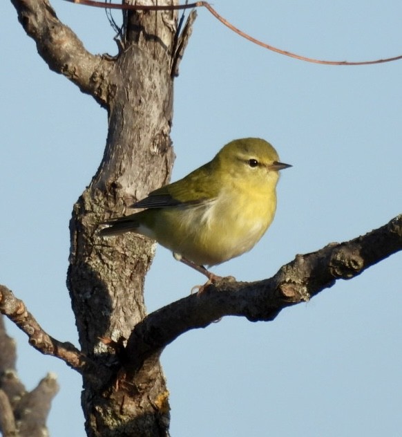 Tennessee Warbler - ML642981273