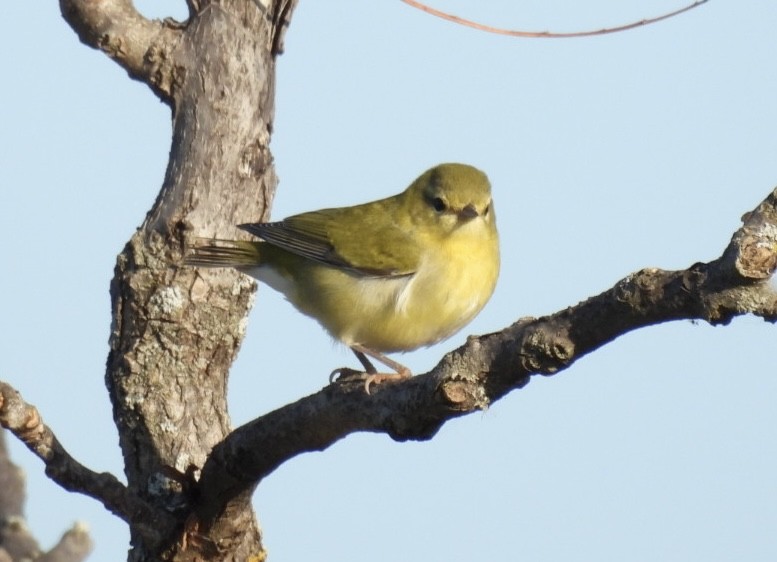 Tennessee Warbler - ML642981274