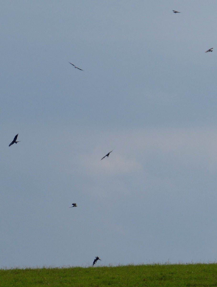 Mississippi Kite - ML642981284