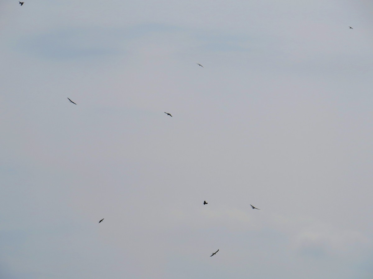 Mississippi Kite - ML642981285