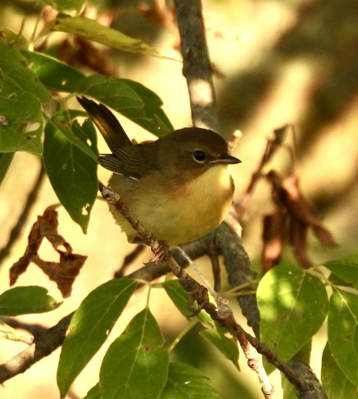 Common Yellowthroat - ML642981286