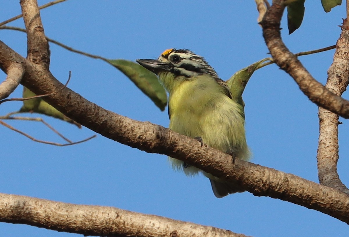 Sarı Alınlı Cüce Barbet - ML642981293