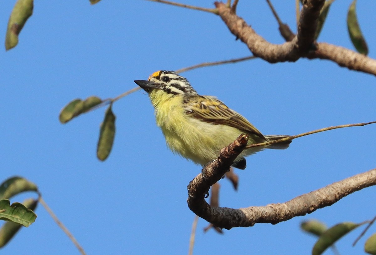 Sarı Alınlı Cüce Barbet - ML642981294