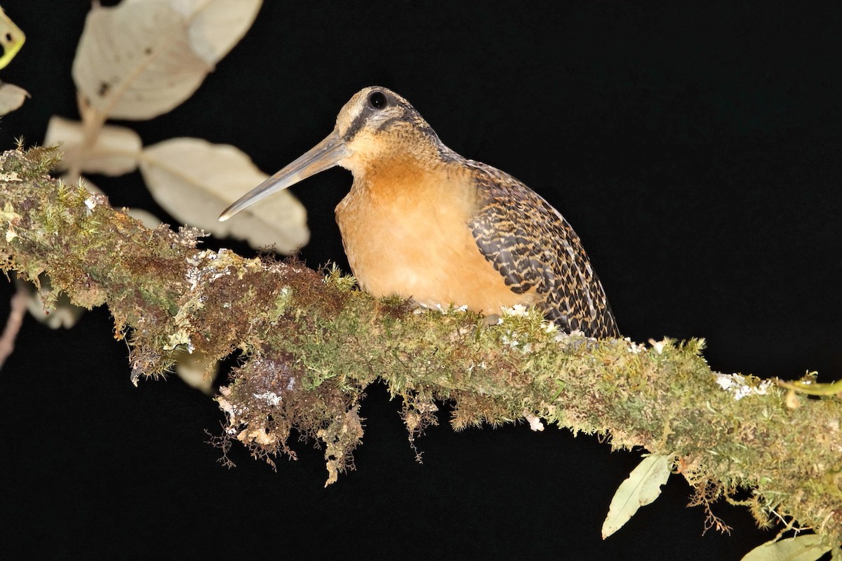 Sulawesi Woodcock - ML642981295