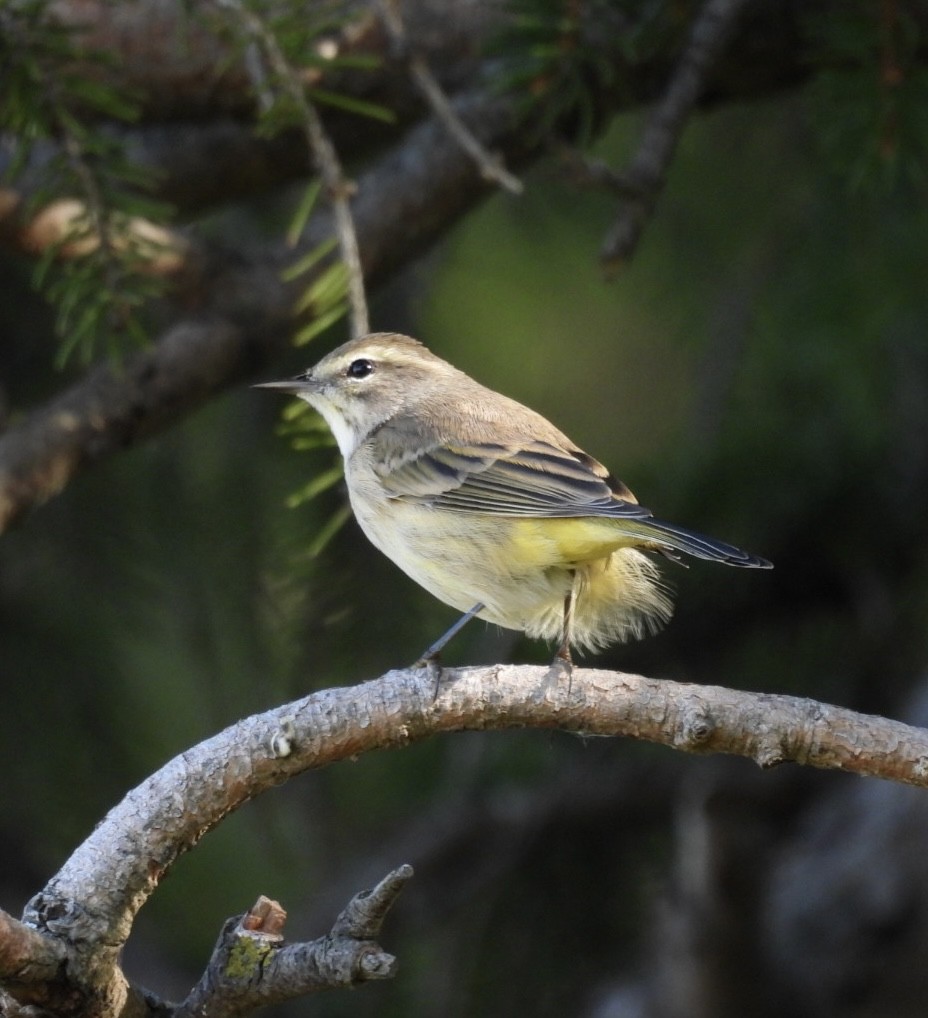 Palm Warbler - ML642981296