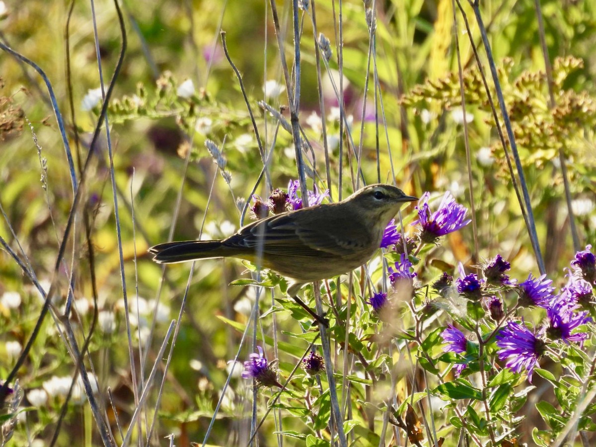 Palm Warbler - ML642981298