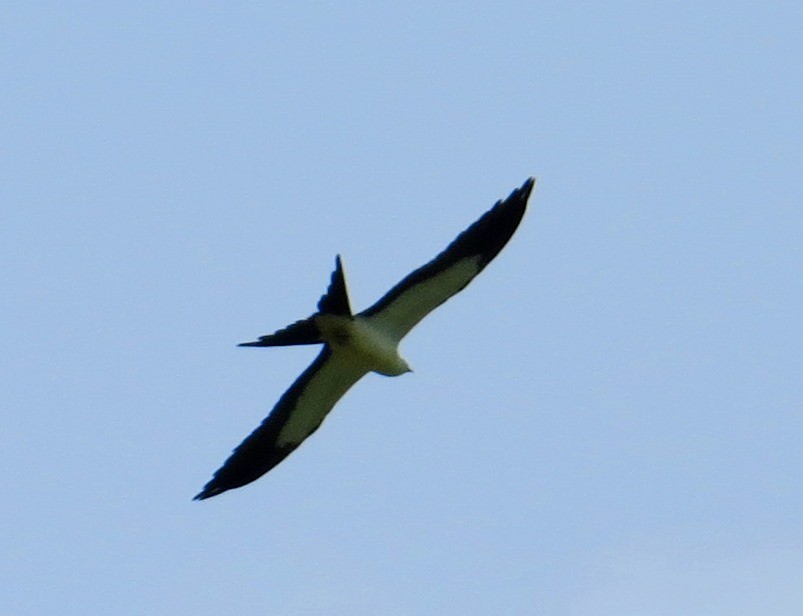 Swallow-tailed Kite - ML642981300