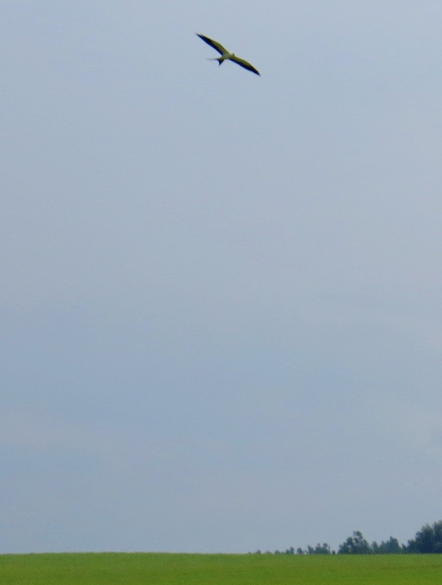 Swallow-tailed Kite - ML642981301