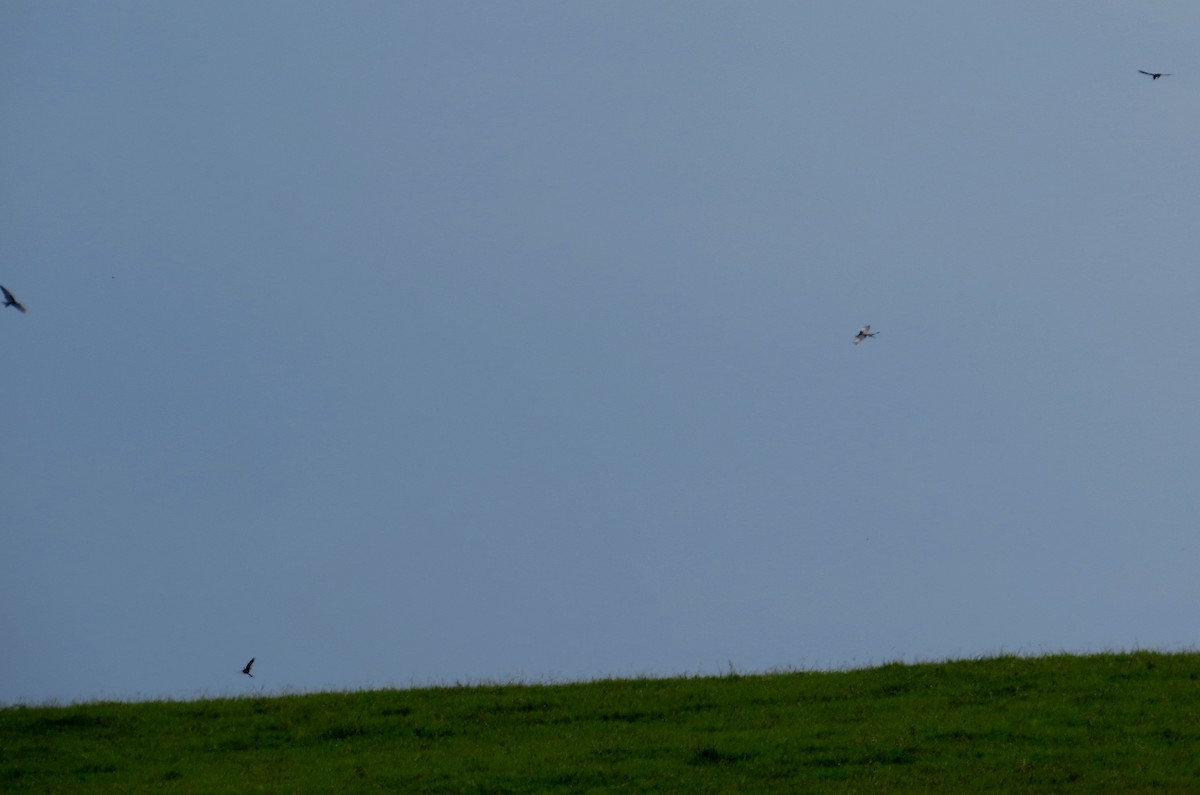 Swallow-tailed Kite - ML642981304