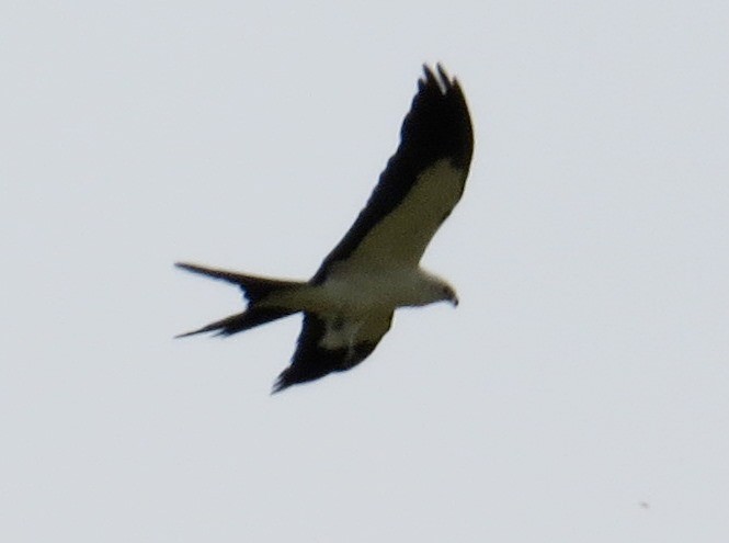 Swallow-tailed Kite - ML642981305