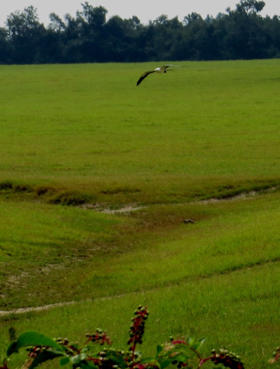 Swallow-tailed Kite - ML642981306