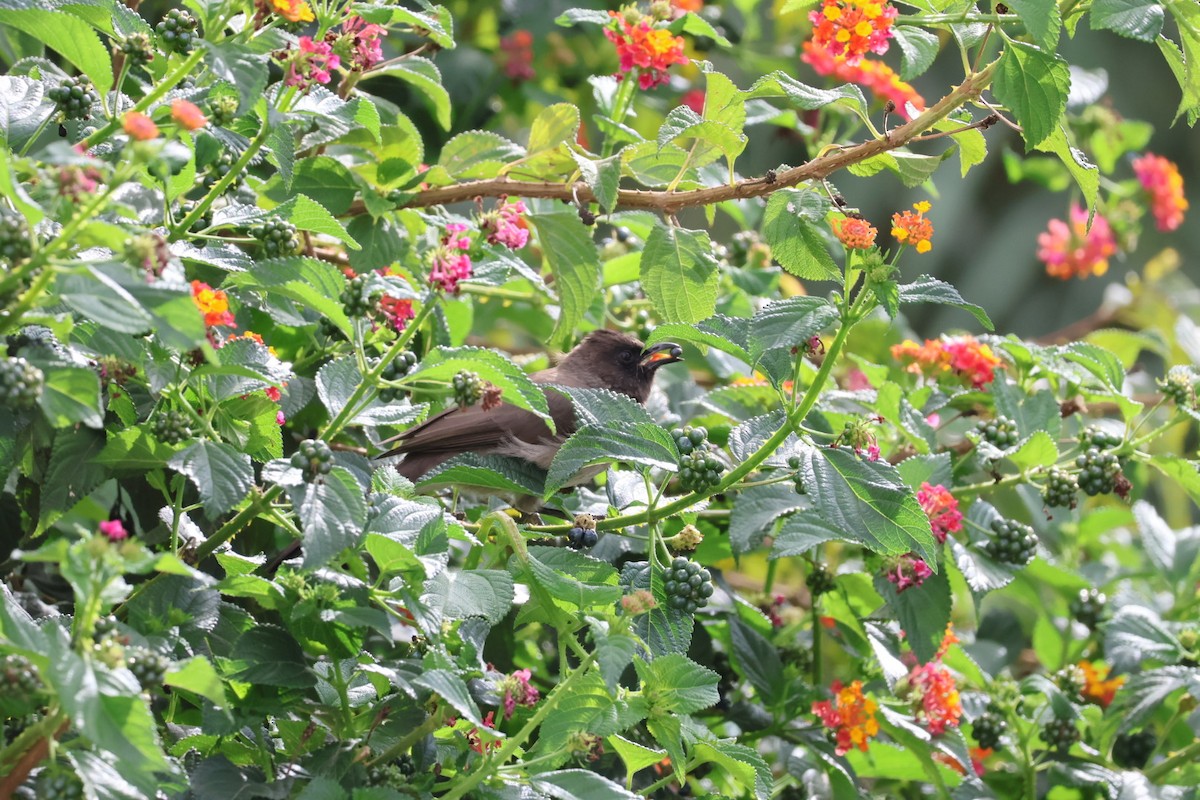 Bulbul arrunta - ML642981309