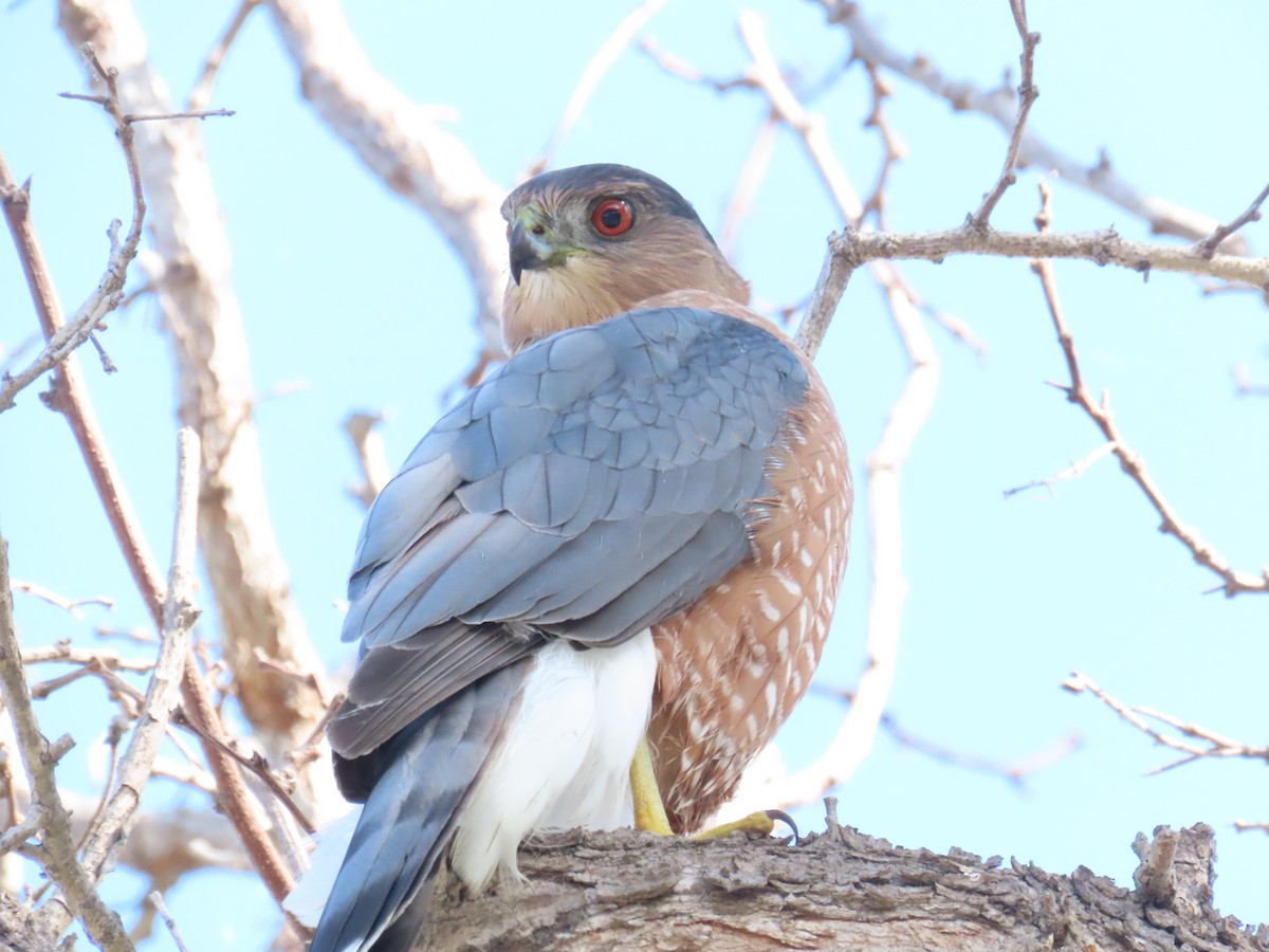 Cooper's Hawk - ML642981314