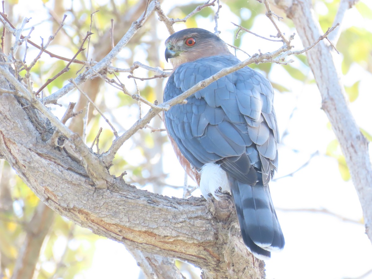 Cooper's Hawk - ML642981315