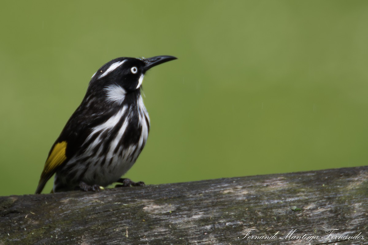 New Holland Honeyeater - ML642981319