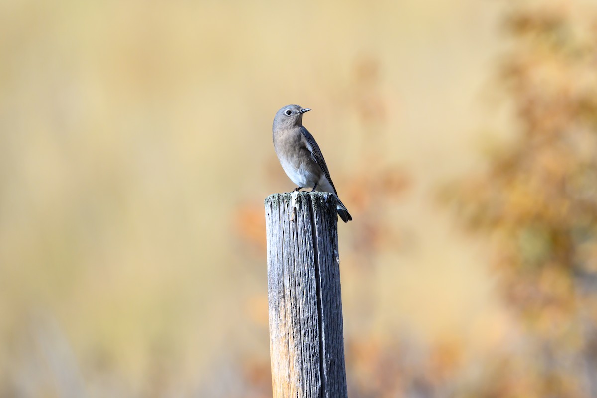 Mountain Bluebird - ML642981324