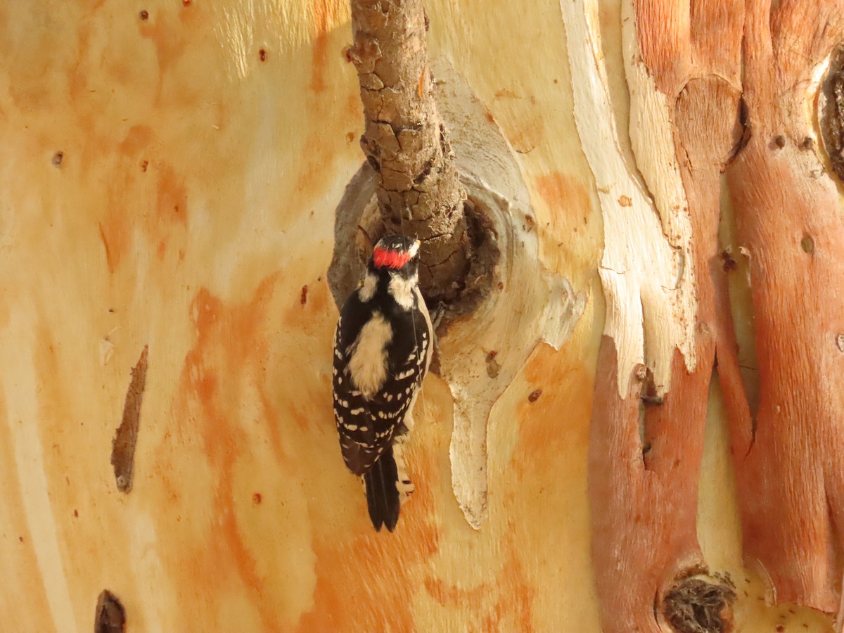 Downy Woodpecker - ML642981333
