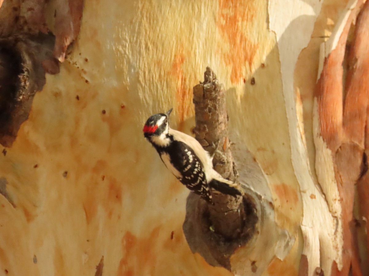 Downy Woodpecker - ML642981334